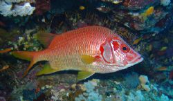 Sabre Squirrelfish taken in Southern Red Sea September 20... by Sarah Iles 